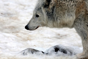 « Il existe deux loups intérieurs en nous. Un noir, symbole de l’ego, et un blanc qui représente l’essence. En cultivant ce dernier, l’humain gagne en sagesse animale pour mieux gérer le stress et ses intenses journées de travail… ».