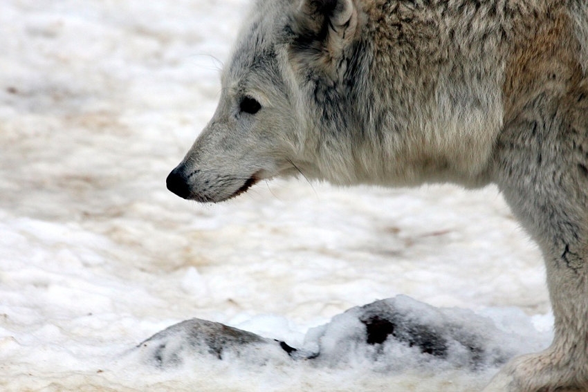  « Il existe deux loups intérieurs en nous. Un noir, symbole de l’ego, et un blanc qui représente l’essence. En cultivant ce dernier, l’humain gagne en sagesse animale pour mieux gérer le stress et ses intenses journées de travail… ».