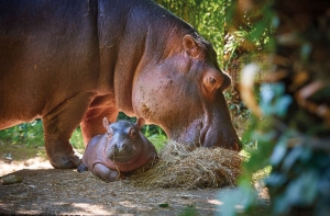 « Les internautes ont été invités à se creuser les méninges afin de trouver le patronyme du jeune pensionnaire de ce parc zoologique très fréquenté en cette période estivale…La progéniture de Babeth et de Massaï, les heureux parents, se portent bien et s’accommodent de la présence des équipes de soigneurs aux petits soins pour le jeune bébé qui s’appelle « KIBOKO »…».