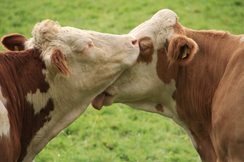 Une initiative est lancée : la pénurie de vétérinaires ruraux fait phosphorer la Chambre d’Agriculture de l’Yonne