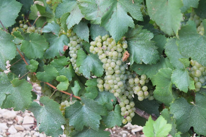  « #VendangesEnChampagneBourgogne est le premier concours photo pour valoriser les acteurs de la filière viticole en Champagne-Bourgogne conçu par le Crédit agricole de Champagne Bourgogne. Une initiative qui pourrait se réitérer ? ».