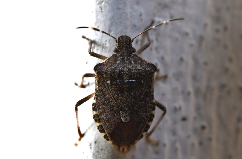 « Avides de sang et de chair humaine, elles hantent nos nuits pour les rendre invivables à force de démangeaisons : les punaises de lit deviennent un vrai phénomène de société en France, jusqu’à provoquer une réunion interministérielle sur la question cette semaine à Paris. Il est vrai que la psychose gagne l’Hexagone ! Il y a aussi les punaises des bois d’un abord plus « sympathique » envers l’humain…».