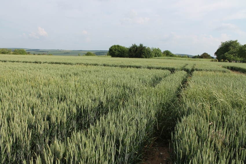 « Le bilan des télédéclarations de la PAC 2018 s’avère très positif pour la Chambre d’agriculture de l’Yonne. 3 202 dossiers, conçus avec le soutien technique de l’organisme partenaire, ont ainsi été déposés auprès des services de l’Etat cette année. Parallèlement, une recrudescence du nombre de conversions en agriculture biologique a été observée avec une soixantaine de demandes ; ce qui situe le territoire icaunais parmi les premières places à l’échelle nationale en surfaces bio… ».