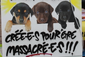 « L’inquiétude est vive chez les défenseurs de la cause animale après la promulgation d’un décret le 17 mars dernier. Ce texte favoriserait la vente d’animaux domestiques aux laboratoires qui pratiquent des expériences par des éleveurs non-agrées. Dans l’Yonne, les opposants à ces pratiques réclament la fermeture du centre d’élevage de Mézilles… ».