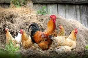 « La France, dont le symbole populaire n’est autre que le coq « gaulois », injecte depuis plusieurs élections une grande dose de « verdissement » dans ses programmes de campagne quelque que soit les partis en présence pour tenter de résoudre la crise récurrente du développement durable. Pourtant, certains endroits de la planète (Sahara, Gabon, Nouvelle-Guinée…) où les problématiques environnementales s’accumulent ne semblent pas passionner nos élites… ».