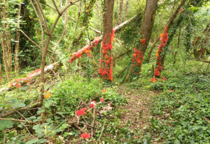 « L’artiste Catherine DERRIEN est l’une des vingt-huit personnalités culturelles à prendre part cette année à la seconde édition de l’exposition de « land art », proposé par l’association du « Ruban Vert », le « Chemin d’Artistes » avec son œuvre si particulière. ».
