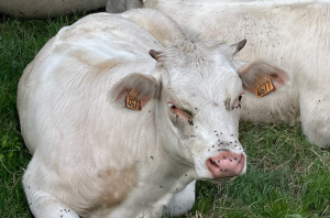 « Le manque de vétérinaires en zone rurale est préjudiciable au travail des éleveurs. La Chambre départementale de l’Yonne et ses partenaires multiplient les initiatives pour rendre attractif notre territoire aux jeunes diplômés de la filière sanitaire… ».