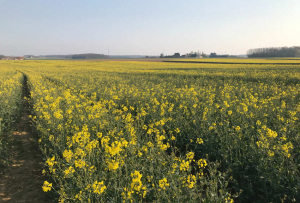 « Les élus de l’Yonne découvriront le verdict délivré par les représentants de l’Union des Productions Végétales de l’Yonne (UPVY) ce mardi tantôt à Gy L’Evêque sur la qualité de l’eau de notre territoire…Objectif avoué : maintenir les cultures de colza en améliorant la qualité de l’eau pour tous ».
