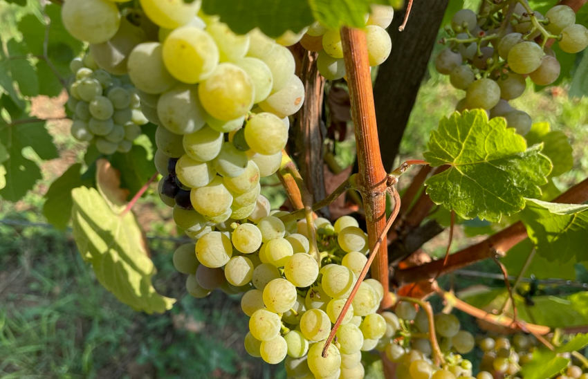 Un forum ce 29 novembre : tout connaître de l’Economie Sociale et Solidaire avec la MAIF et la MJC Auxerre