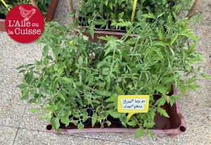 « La tomate, la vraie, s’invite en pieds également sur les balcons. Pour celles et ceux des esthètes de la gastronomie qui aiment déguster de bons produits durant la saison estivale et non pas se satisfaire d’ersatz qui n’en possèdent juste que le nom ! ».