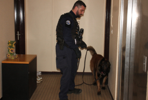 « Les bergers belges malinois, accompagnés de leurs maîtres instructeurs ont démontré toute leur efficience lors de l’exercice réalisé à Migennes dans le cadre du Plan d’action départemental de restauration de la sécurité du quotidien, une ligne directrice qui se décline en sept chantiers dans l’Yonne, le cheval de bataille du préfet Pascal JAN… ».