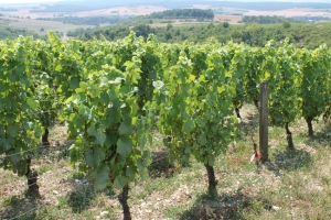 « Les distances d’épandage des produits phytosanitaires font l’objet d’une charte départementale établie par la Chambre d’agriculture de l’Yonne. Leur réduction a été autorisée le 04 avril par la préfecture de l’Yonne… ».