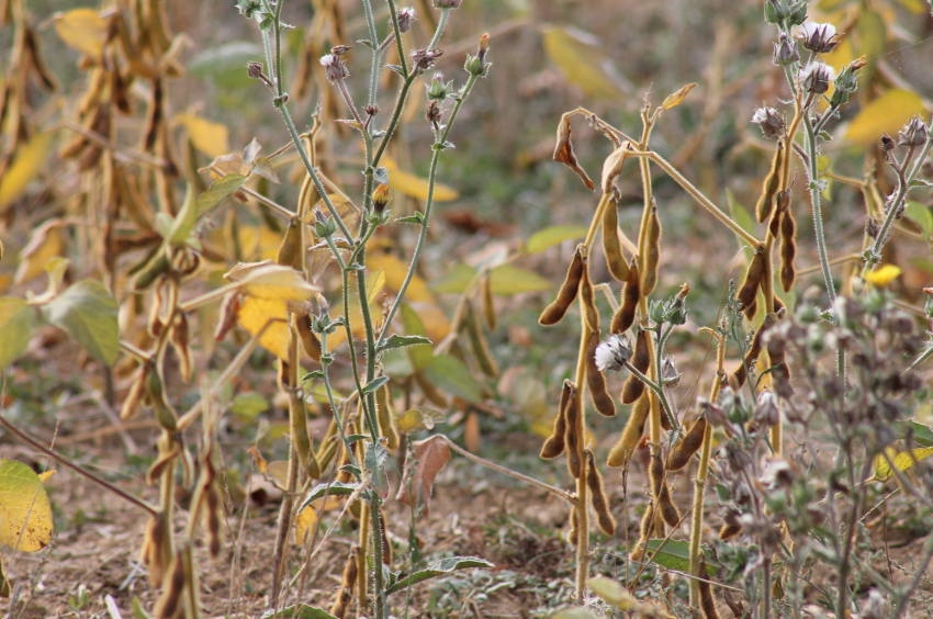 « Après la sécheresse de l’été 2020, les agriculteurs de la plupart des communes rurales de l’Yonne peuvent prétendre recevoir les indemnités au titre des calamités agricoles de l’Etat sur la perte de récolte de fourrage à certaines conditions… ».