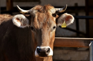 « La préservation du monde agricole doit être la priorité de l’Union européenne. Mais, la validation de l’accord du MERCOSUR va à l’encontre des intérêts de la filière dont les professionnels n’ont plus que leurs yeux pour pleurer…Celui de l’élevage est particulièrement visé… ».