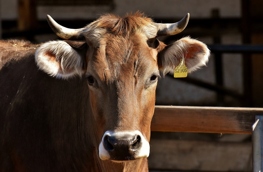 « La préservation du monde agricole doit être la priorité de l’Union européenne. Mais, la validation de l’accord du MERCOSUR va à l’encontre des intérêts de la filière dont les professionnels n’ont plus que leurs yeux pour pleurer…Celui de l’élevage est particulièrement visé… ».